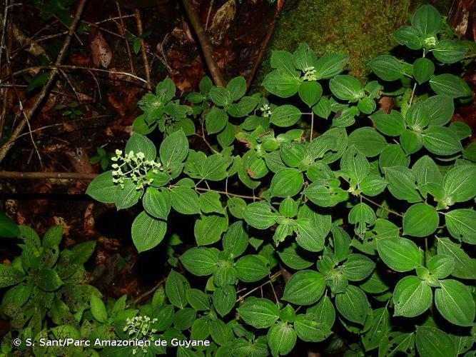 <i>Miconia secundivaricata</i> Ocampo & Almeda, 2018 © S. Sant/Parc Amazonien de Guyane