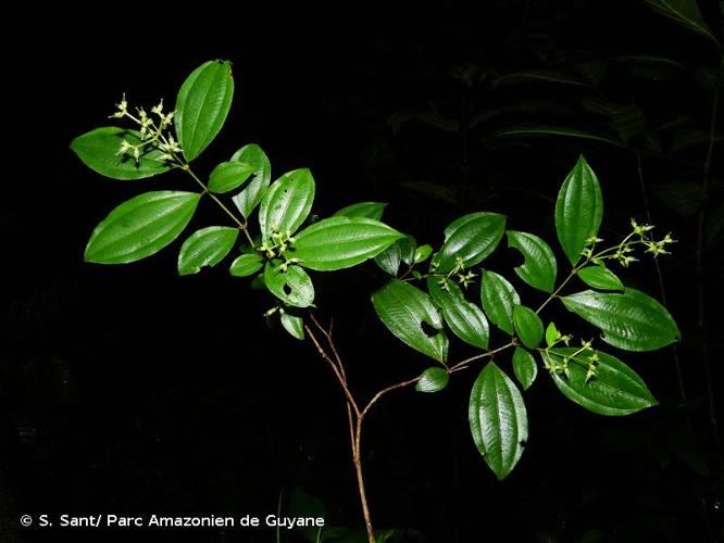 <i>Miconia paleaciramis</i> Michelang. & R.Goldenb., 2018 © S. Sant/ Parc Amazonien de Guyane