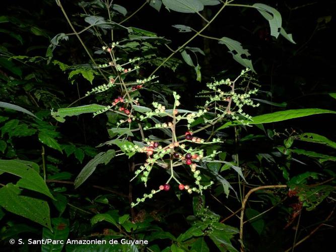 <i>Miconia solenifera</i> (Cogn.) Ocampo & Almeda, 2018 © S. Sant/Parc Amazonien de Guyane