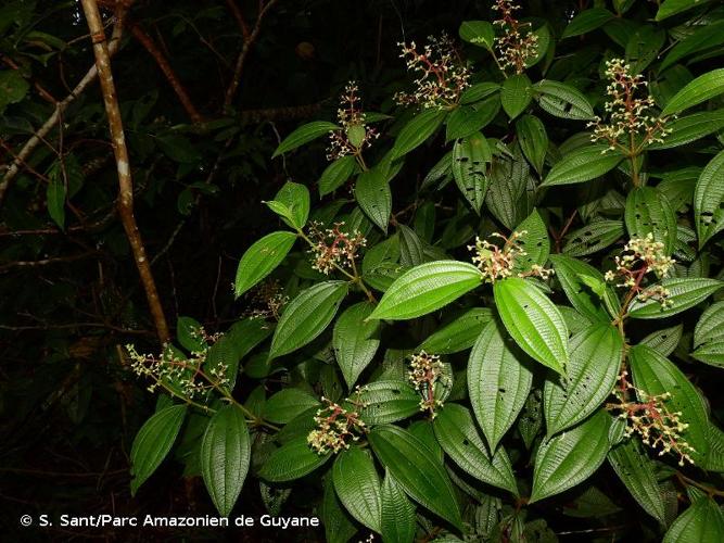 <i>Miconia asperiuscula</i> (DC.) R.Goldenb., 2018 © S. Sant/Parc Amazonien de Guyane