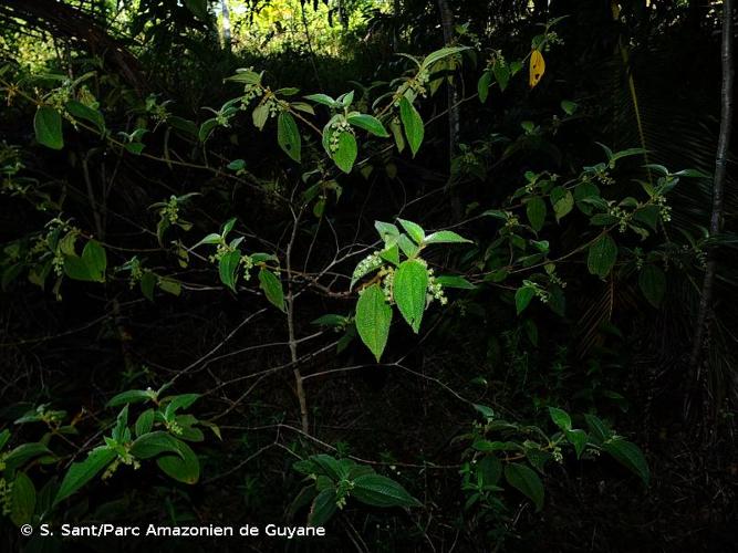 <i>Miconia dependens</i> (D.Don) Judd & Majure, 2018 © S. Sant/Parc Amazonien de Guyane