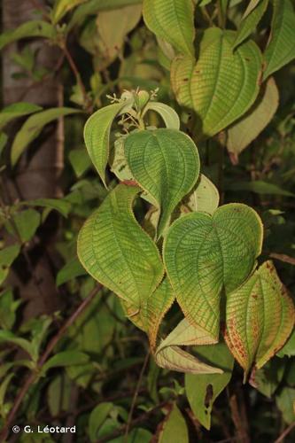 <i>Miconia silvicola</i> (Gleason) Michelang., 2018 © G. Léotard