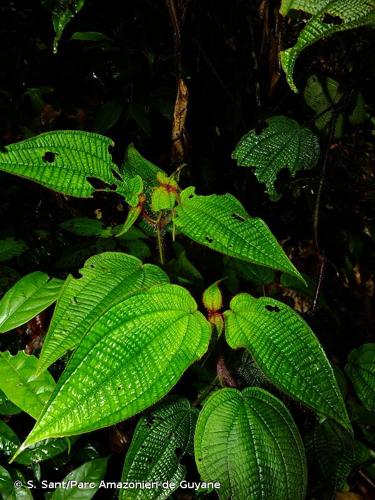 <i>Miconia saulensis</i> (Wurdack) Michelang., 2018 © S. Sant/Parc Amazonien de Guyane