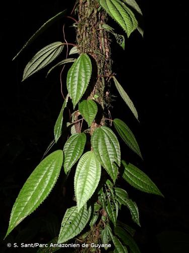 <i>Miconia neoepiphytica</i> Michelang., 2018 © S. Sant/Parc Amazonien de Guyane