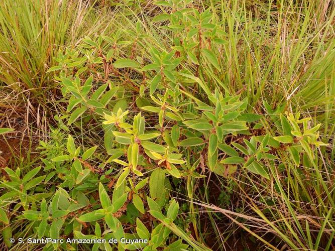 <i>Miconia sericea</i> (D.Don) Michelang., 2018 © S. Sant/Parc Amazonien de Guyane