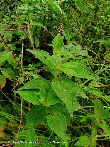 <i>Miconia aphanantha</i> (Naudin) Michelang., 2018 © S. Sant/Parc Amazonien de Guyane