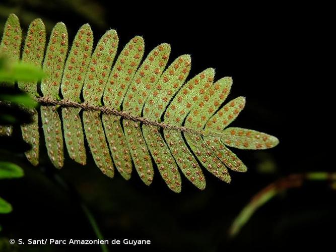 <i>Pleopeltis burchellii</i> (Baker) Hickey & Sprunt ex A.R.Sm., 2018 © S. Sant/ Parc Amazonien de Guyane