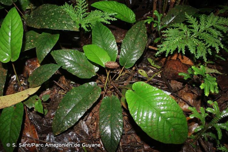 <i>Dorstenia amazonica</i> Carauta, C.Valente & O.M.Barth, 1979 © S. Sant/Parc Amazonien de Guyane