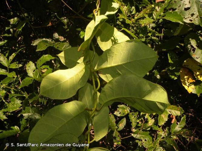 <i>Ruehssia macrophylla</i> (Humb. & Bonpl. ex Schult.) H.Karst., 1849 © S. Sant/Parc Amazonien de Guyane