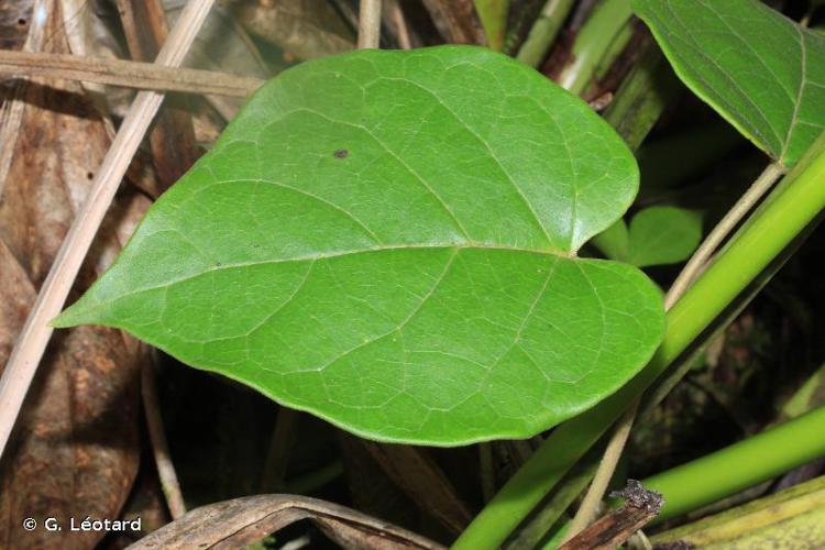 <i>Ruehssia altissima</i> (Jacq.) F.Esp.Santo & Rapini, 2019 © G. Léotard