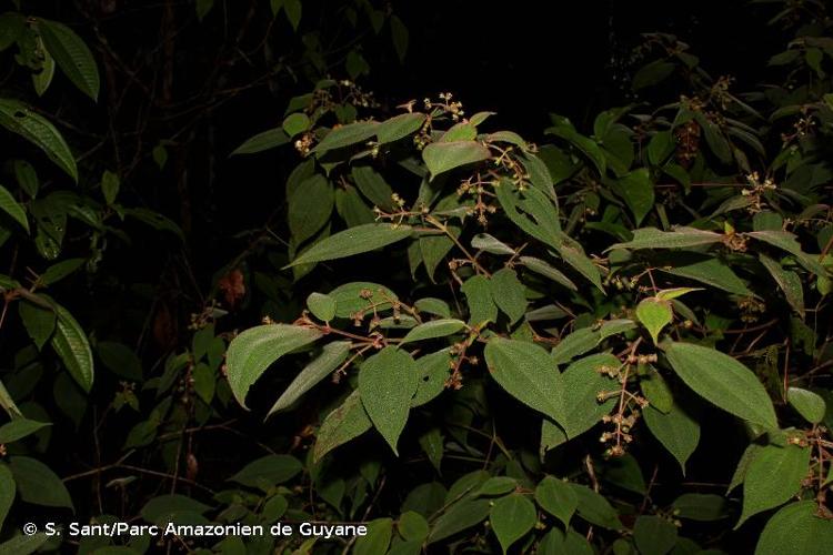 <i>Miconia bullosa</i> (DC.) Michelang., 2018 © S. Sant/Parc Amazonien de Guyane