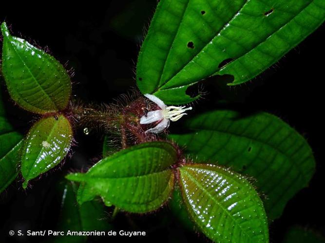 <i>Miconia laevifolia</i> (Gleason) Michelang., 2018 © S. Sant/ Parc Amazonien de Guyane