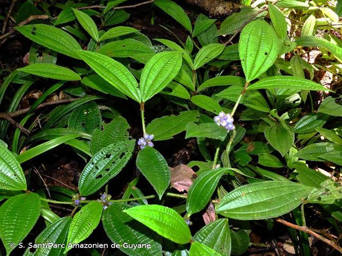 <i>Miconia conglomerata</i> (DC.) Michelang., 2018 © S. Sant/Parc Amazonien de Guyane