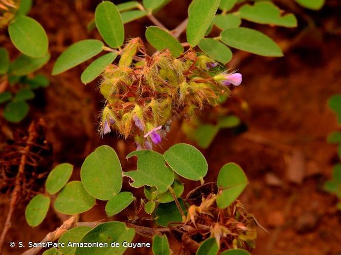 <i>Grona barbata</i> (L.) H.Ohashi & K.Ohashi, 2018 © S. Sant/Parc Amazonien de Guyane