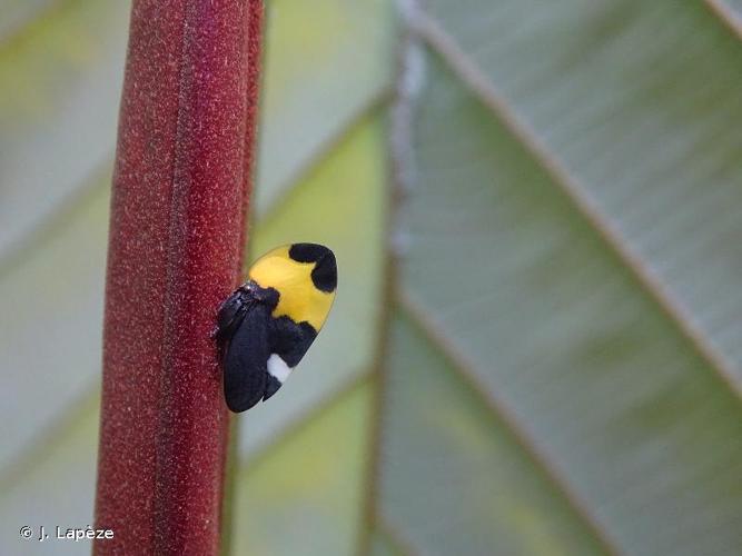 <i>Phyllotropis fasciata</i> (Fabricius, 1787) © J. Lapèze