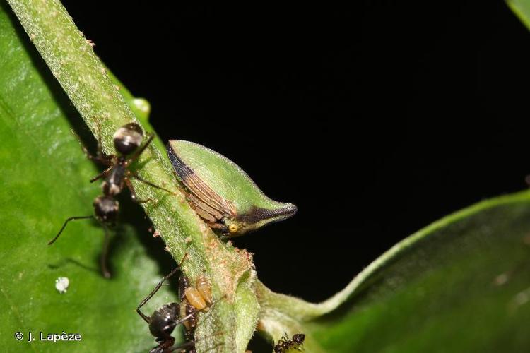 <i>Hemiptycha obtecta</i> (Fabricius, 1803) © J. Lapèze