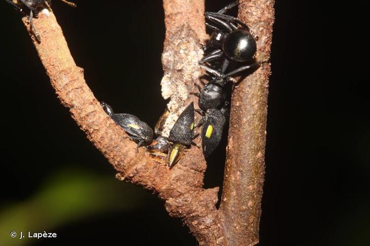 <i>Phormophora maura</i> (Fabricius, 1803) © J. Lapèze