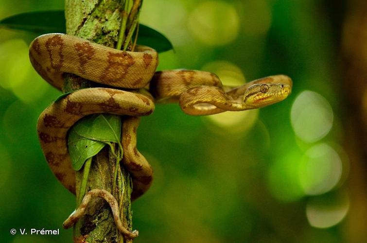 <i>Corallus hortulana</i> (Linnaeus, 1758) © V. Prémel