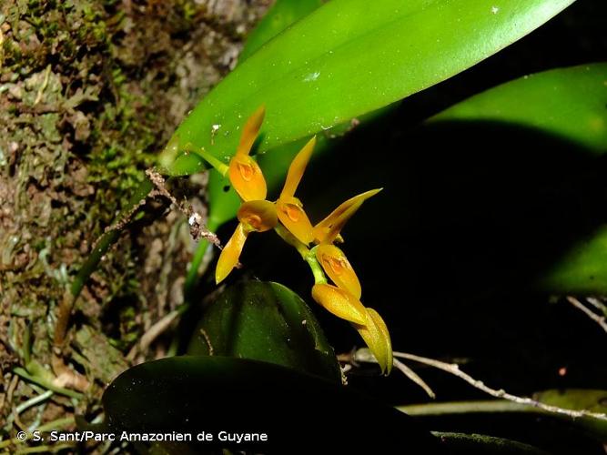 <i>Acianthera ciliata</i> (Knowles & Westc.) F.Barros & L.R.S.Guim., 2010 © S. Sant/Parc Amazonien de Guyane