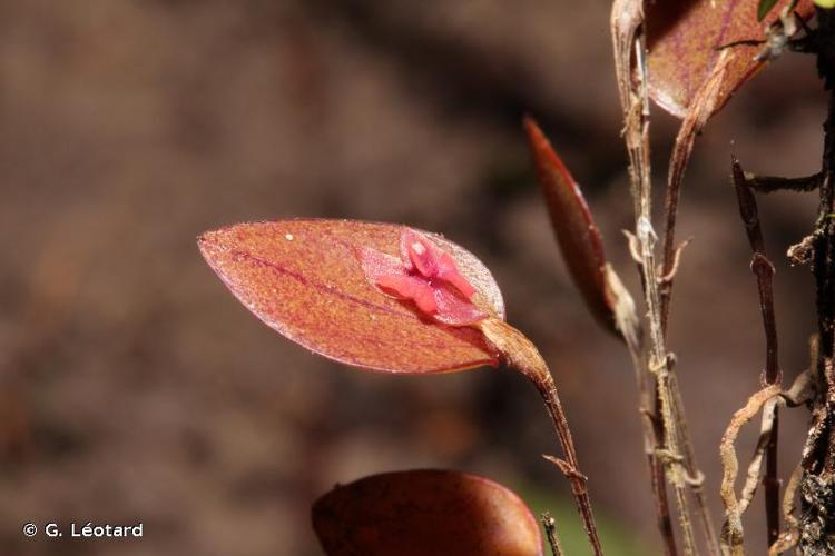 <i>Lepanthes brasiliensis</i> Pabst, 1972 © G. Léotard