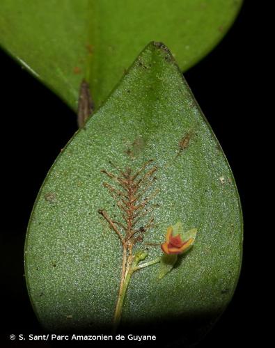 <i>Lepanthes pectinata</i> Luer, 1986 © S. Sant/ Parc Amazonien de Guyane