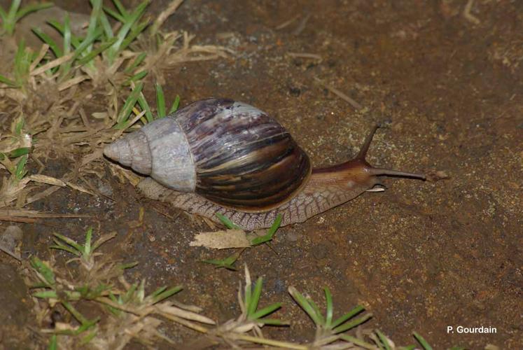 <i>Lissachatina immaculata</i> (Lamarck, 1822) © P. Gourdain