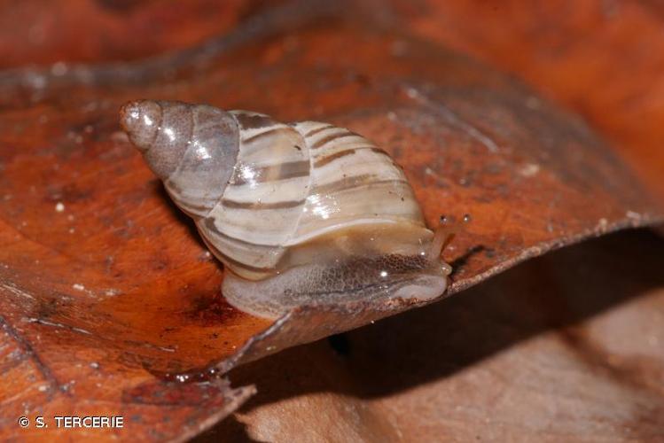 <i>Leiostracus demerarensis</i> (L.Pfeiffer, 1861) © S. TERCERIE