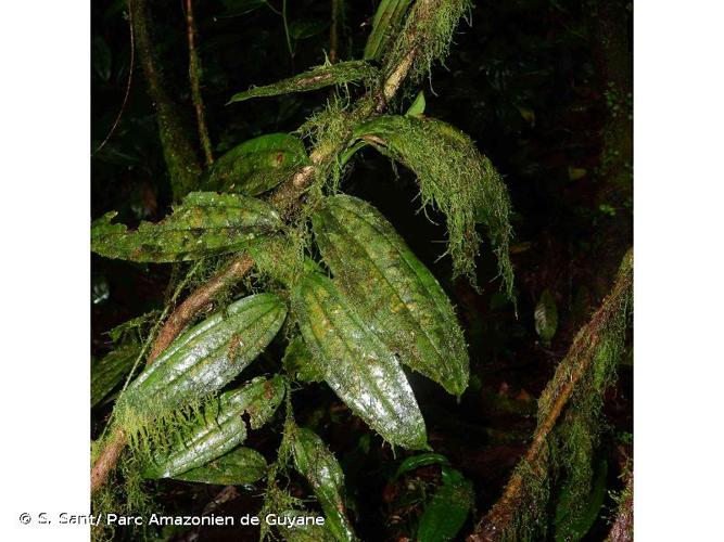 <i>Smilax saulensis</i> J.D.Mitch., 1994 © S. Sant/ Parc Amazonien de Guyane