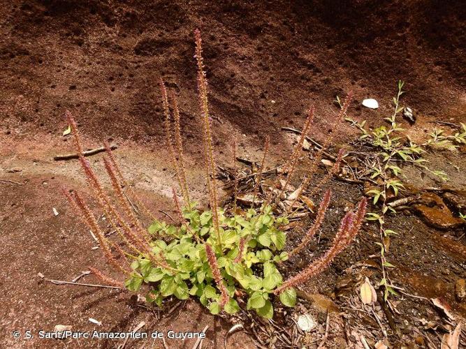 <i>Coleus monostachyus</i> (P.Beauv.) A.J.Paton, 2019 © S. Sant/Parc Amazonien de Guyane