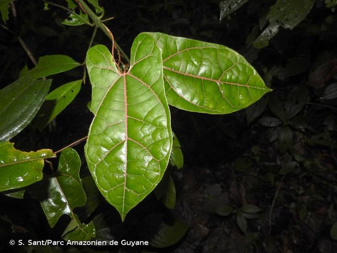 <i>Aristolochia wankeana</i> J.Freitas, F.González & Poncy, 2020 © S. Sant/Parc Amazonien de Guyane