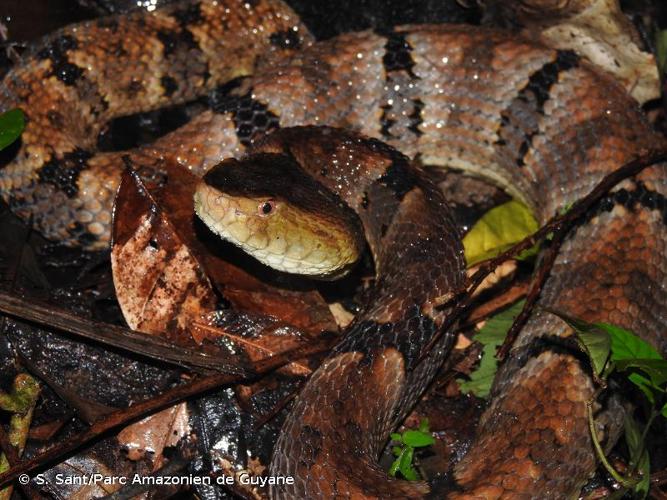 <i>Bothrops oligobalius</i> Dal Vechio, Prates, Grazziotin, Graboski & Rodrigues, 2021 © S. Sant/Parc Amazonien de Guyane