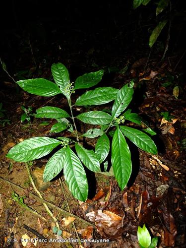 <i>Palicourea racemosa</i> (Aubl.) G.Nicholson, 1886 © S. Sant/Parc Amazonien de Guyane