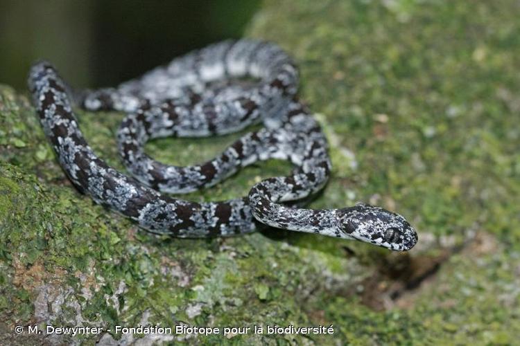 <i>Sibon nebulatus</i> (Linnaeus, 1758) © M. Dewynter - Fondation Biotope pour la biodiversité