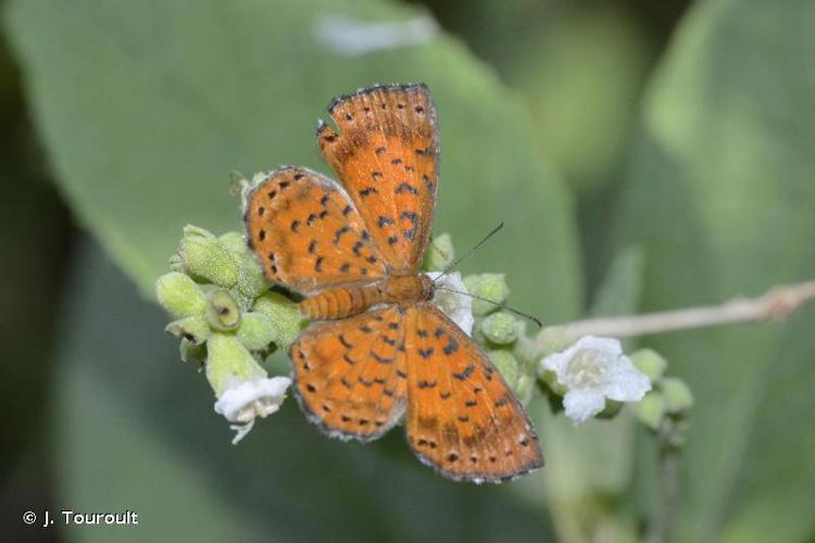 <i>Parvospila lucianus</i> (Fabricius, 1793) © J. Touroult