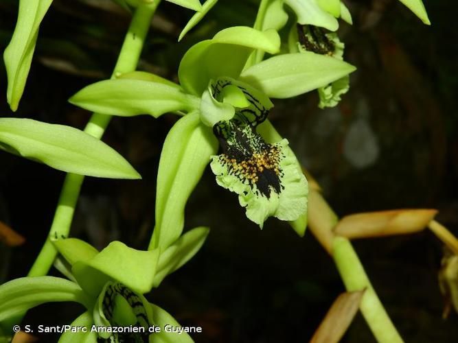 <i>Coelogyne </i>x<i> burfordiense</i> T.Lawr., 1912 © S. Sant/Parc Amazonien de Guyane