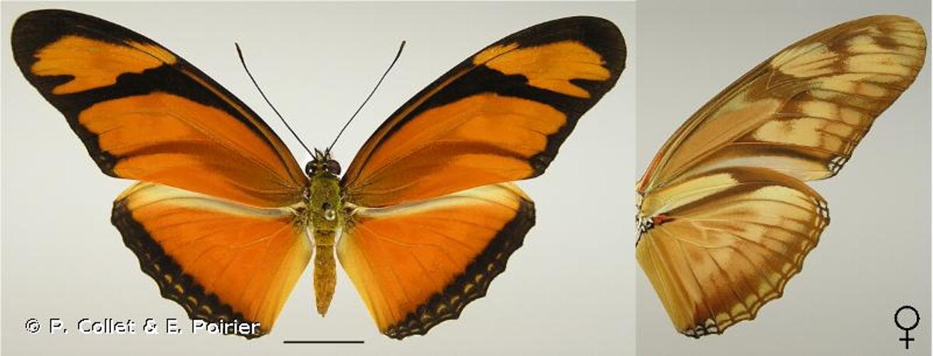 <i>Dryas alcionea alcionea</i> (Cramer, 1779) © P. Collet & E. Poirier