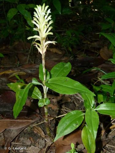 <i>Microchilus longicornu</i> (Cogn.) E.C.Smidt & M.W.Chase, 2021 © G. Léotard