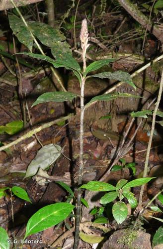 <i>Microchilus peterianus</i> (Cogn.) E.C.Smidt & M.W.Chase, 2021 © G. Léotard