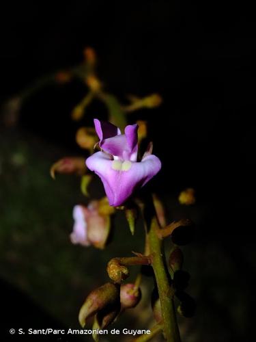 <i>Macropsychanthus macrocarpus</i> (Huber) L.P.Queiroz & Snak, 2020 © S. Sant/Parc Amazonien de Guyane