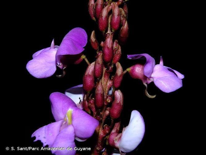 <i>Macropsychanthus malacocarpus</i> (Ducke) L.P.Queiroz & Snak, 2020 © S. Sant/Parc Amazonien de Guyane