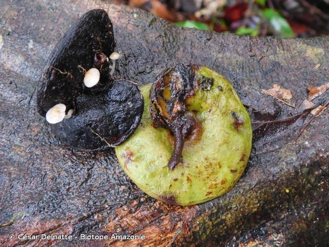 <i>Robrichia schomburgkii</i> (Benth.) A.R.M.Luz & E.R.Souza, 2022 © César Delnatte - Biotope Amazonie