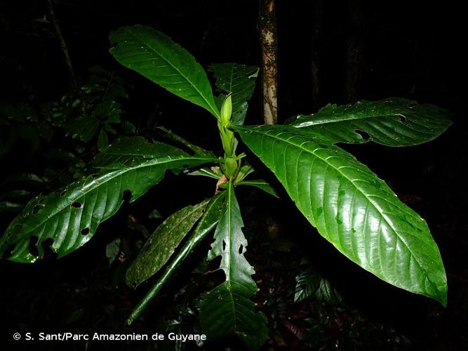 <i>Capirona macrophylla</i> (Poepp.) Delprete, 2020 © S. Sant/Parc Amazonien de Guyane