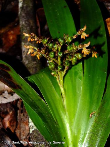 <i>Schiekia silvestris</i> (Maas & Stoel) Hopper, E.J.Hickman, Rhian J.Sm. & M.Pell., 2020 © S. Sant/Parc Amazonien de Guyane