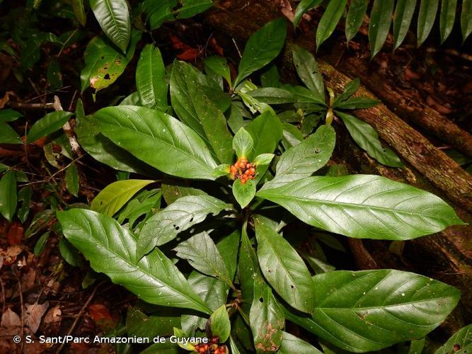 <i>Carapichea galbaoensis</i> (Steyerm.) O.Lachenaud & Delprete, 2022 © S. Sant/Parc Amazonien de Guyane